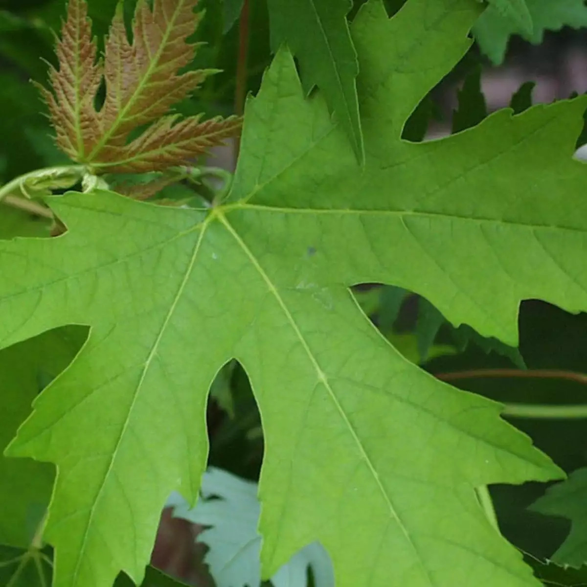 Acer (érable) Saccharinum