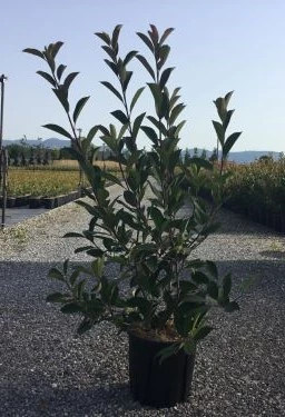 Photinia red robin