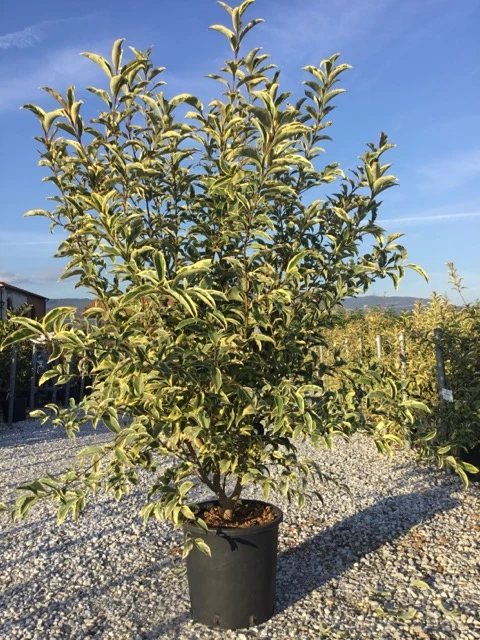 Ligustrum superbum