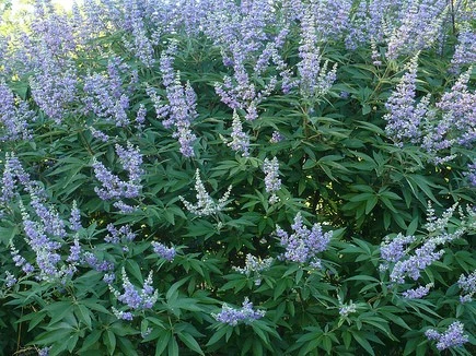 Vitex agnus castus