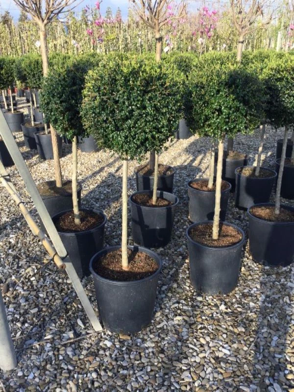 Ligustrum jonandrum 1/4 Tige