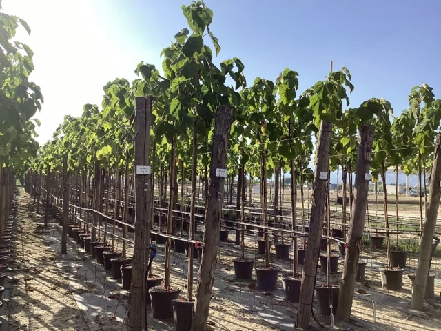 Paulownia tomentosa