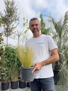 Stipa tenuissima C3L