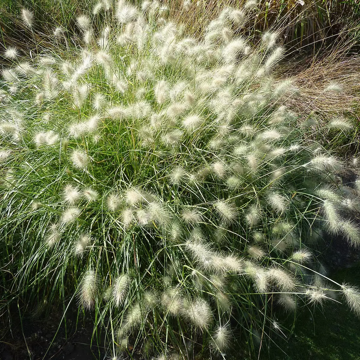 Pennisetum villosum C3L