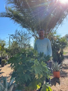 Fatsia japonica C15L