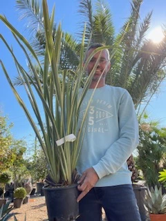 Phormium tenax variegata C3L