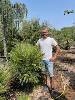 Chamaerops humilis