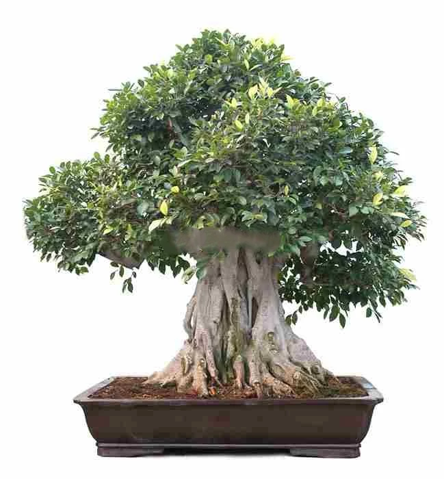 SPÉCIMEN DE BONSAÏ FICUS RETUSA, 128 ANS.