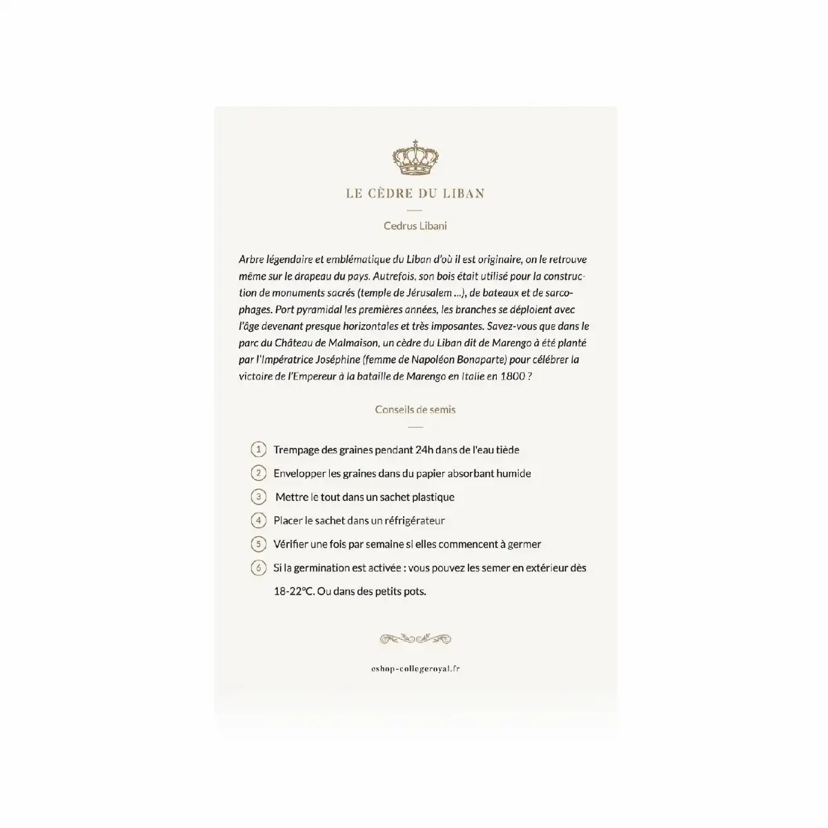 Graines françaises de "Cèdre du Liban"