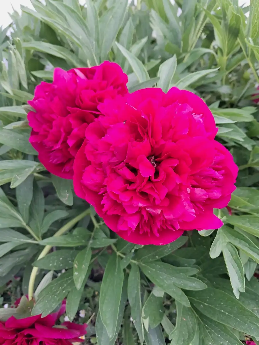 Pivoines C5L