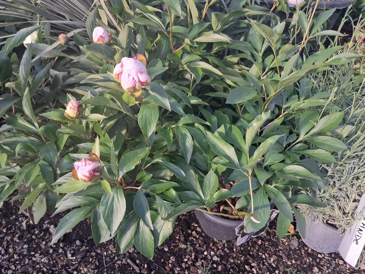 Pivoines C5L