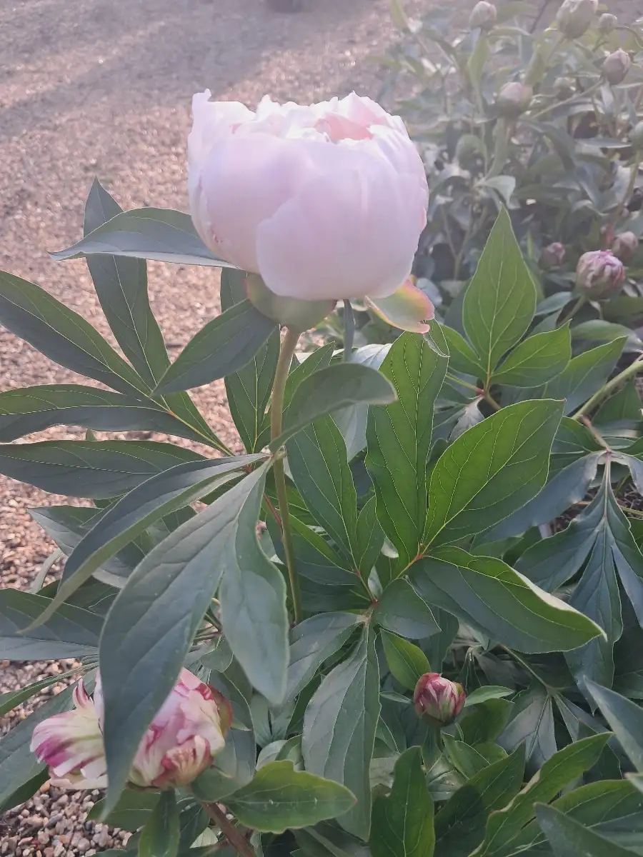 Pivoines C5L