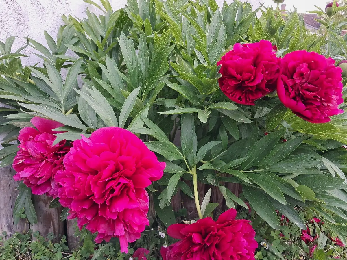 Pivoines C5L