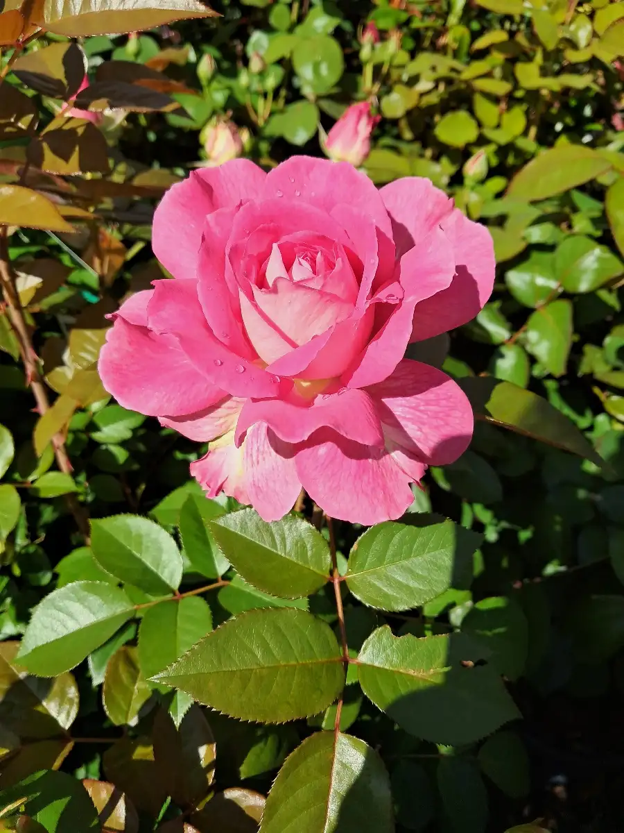 Rosiers à grandes fleurs et parfumés C5L