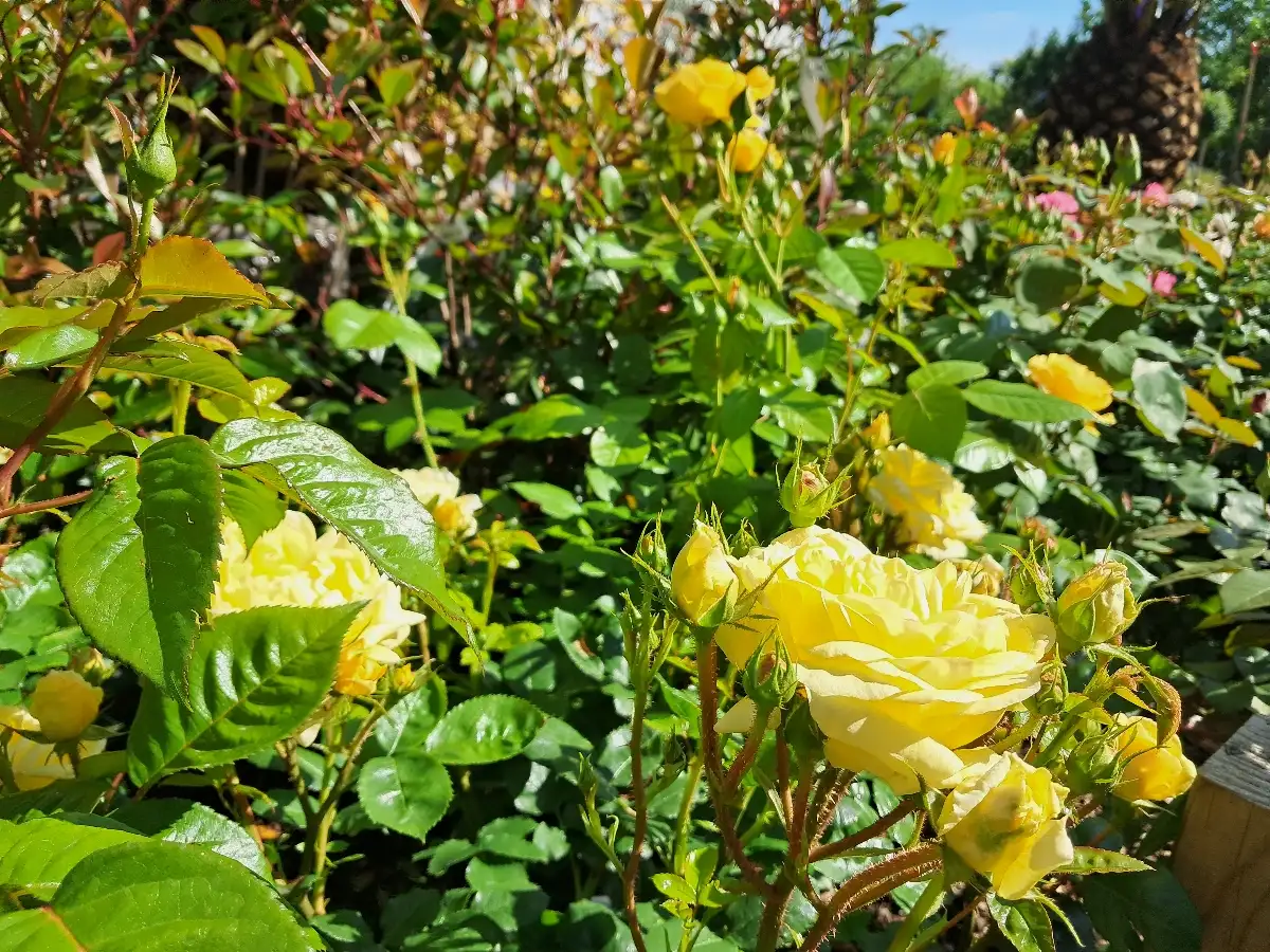 Rosiers à grandes fleurs et parfumés C5L